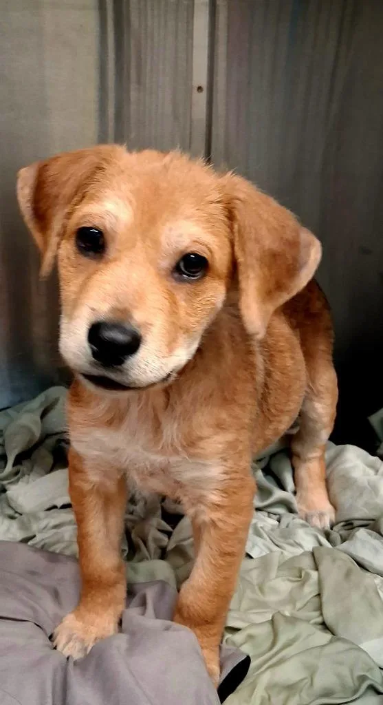 A baby small-sized male Shepherd dog named Lil' Bach for adoption in Canyon Lake, TX