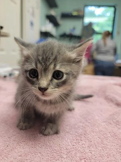 A baby small-sized male Gray / Blue / Silver Domestic Short Hair cat named Paprika for adoption in Harbor Springs, MI