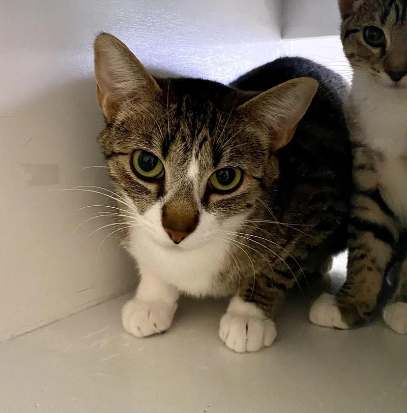 An adult medium-sized female Domestic Short Hair cat named Britney for adoption in Fargo, ND
