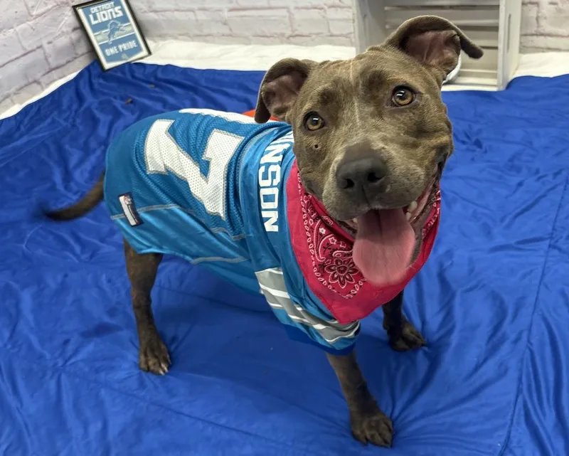 A young medium-sized female American Staffordshire Terrier dog named Ash Arder for adoption in Detroit, MI