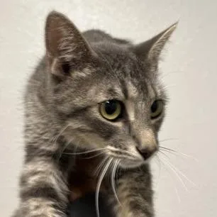 An adult medium-sized female Gray / Blue / Silver Domestic Short Hair cat named Sheila for adoption in Midland, TX