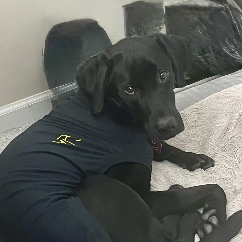 A young medium-sized male Black Labrador Retriever dog named Turbo for adoption in Prior Lake, MN