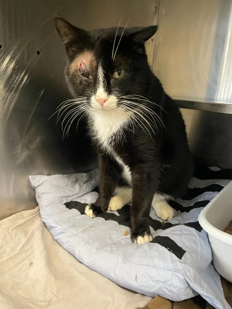 A young medium-sized male Domestic Short Hair cat named Miguelito for adoption in Pomona, NY