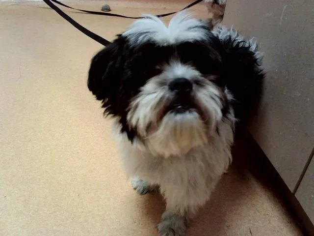 An adult small-sized male Terrier dog named Curious George for adoption in Martinez, CA