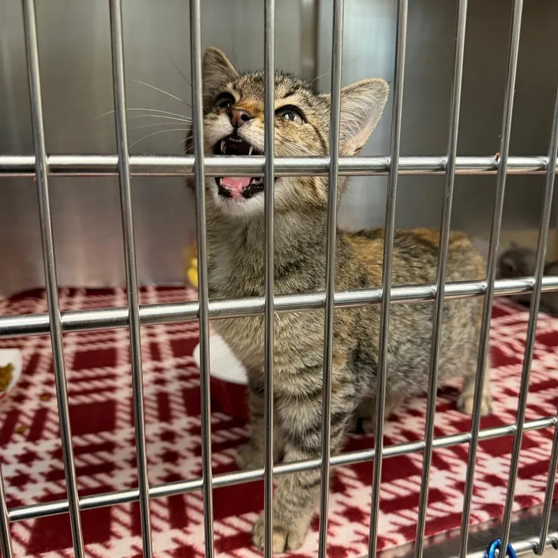 A baby small-sized female Calico Domestic Short Hair cat named Lyric for adoption in Newark, NJ