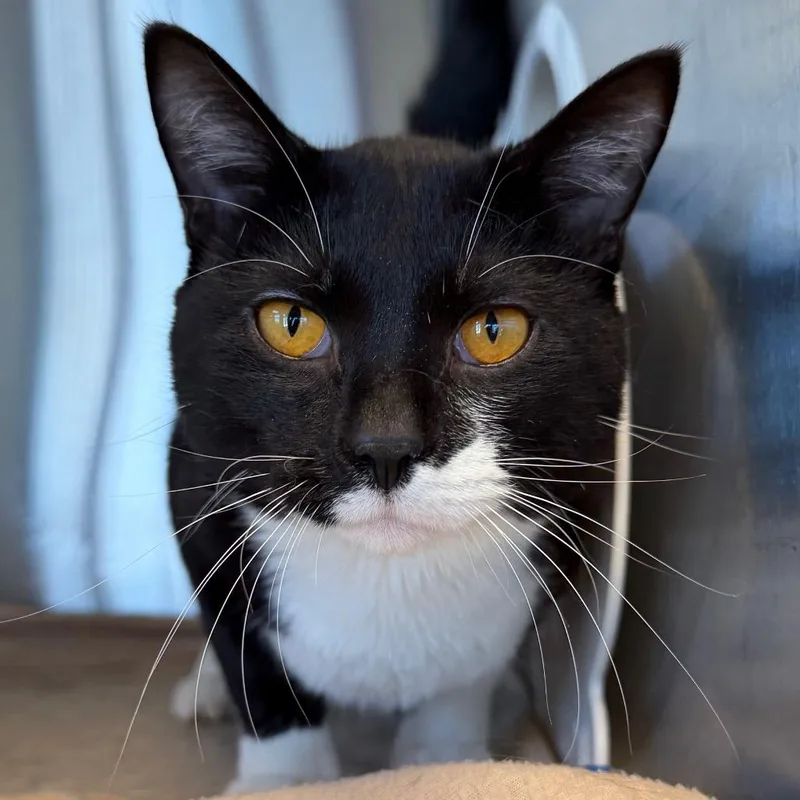 A young large-sized male Black Domestic Short Hair cat named Batman for adoption in Waukesha, WI