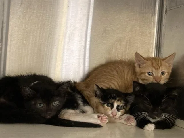 A baby small-sized female Domestic Short Hair cat named Pancake for adoption in Tustin, CA