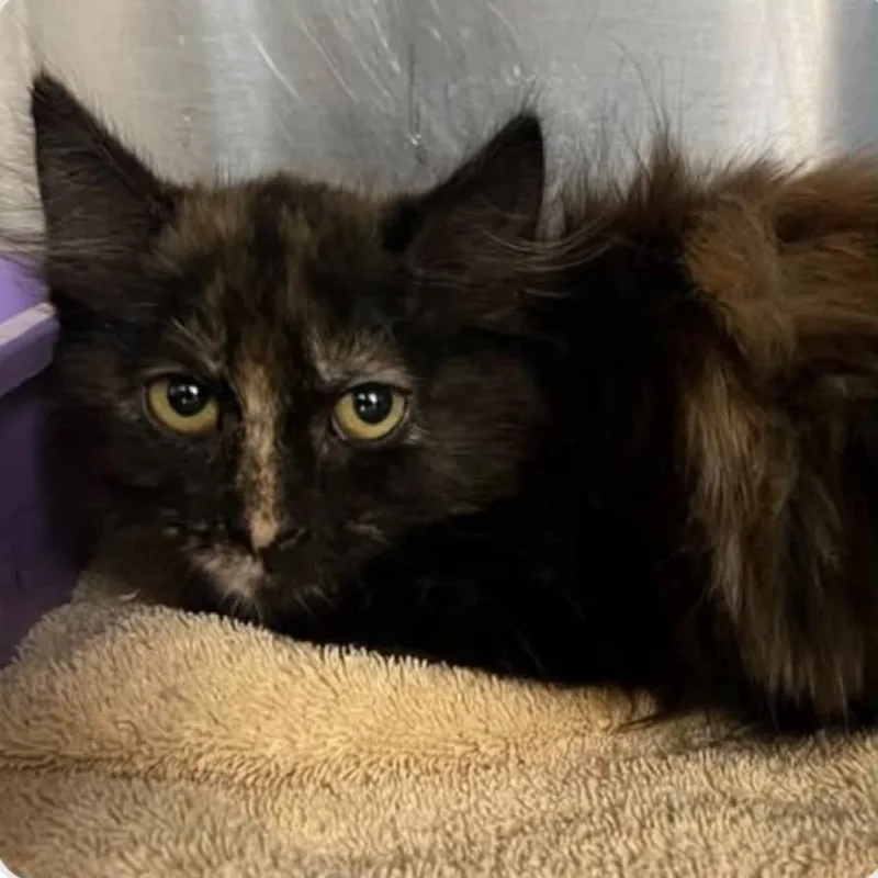 A baby small-sized female Tortoiseshell cat named Pebbles for adoption in Antioch, CA