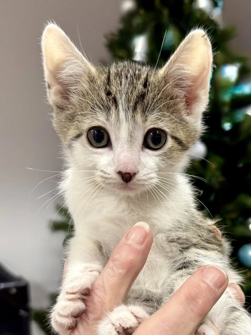 Cat  Frisco thumbnail 3