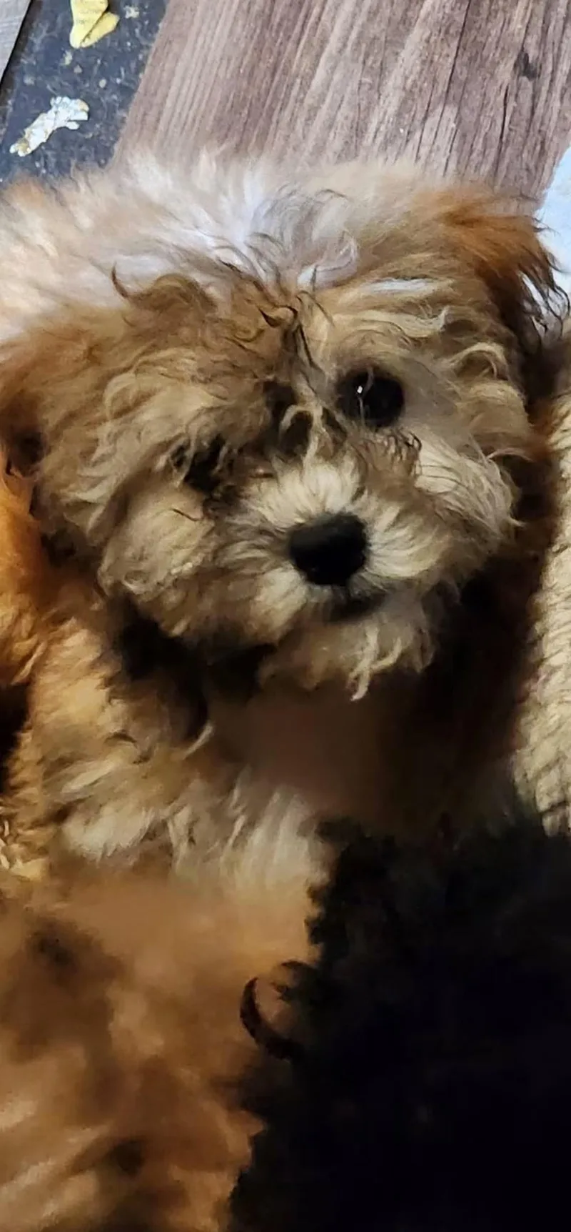 A baby small-sized female Black Lhasa Apso dog named Cookie for adoption in Union Grove, WI