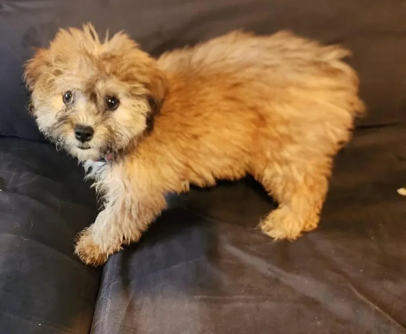 Cookie thumbnail 4