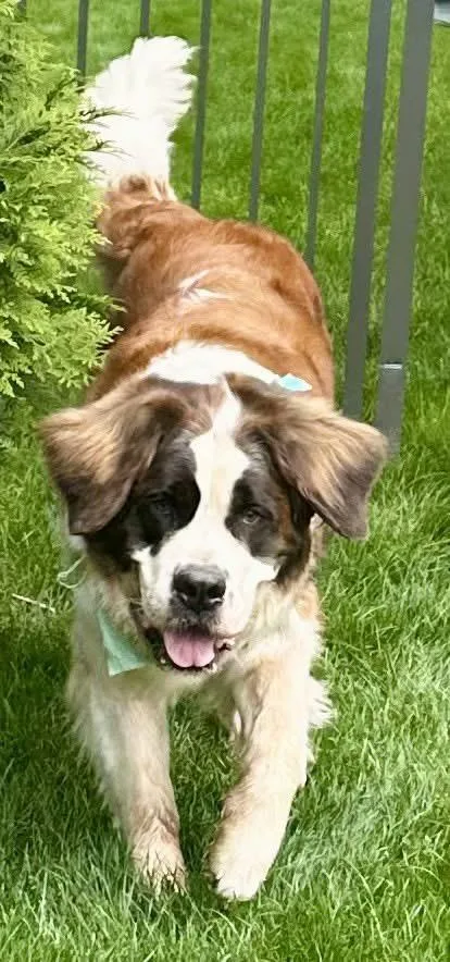 Stella