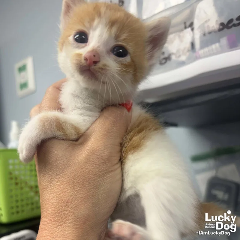 A baby medium-sized male Orange & White Domestic Short Hair cat named Herb for adoption in Washington, DC