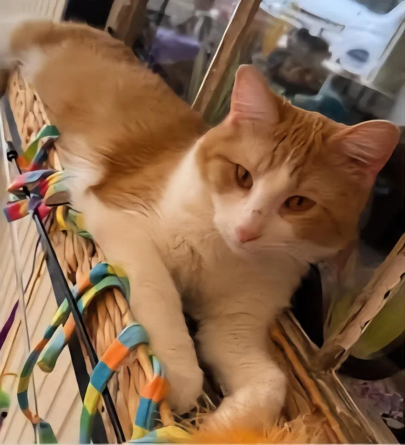 Ferdinand thumbnail 2