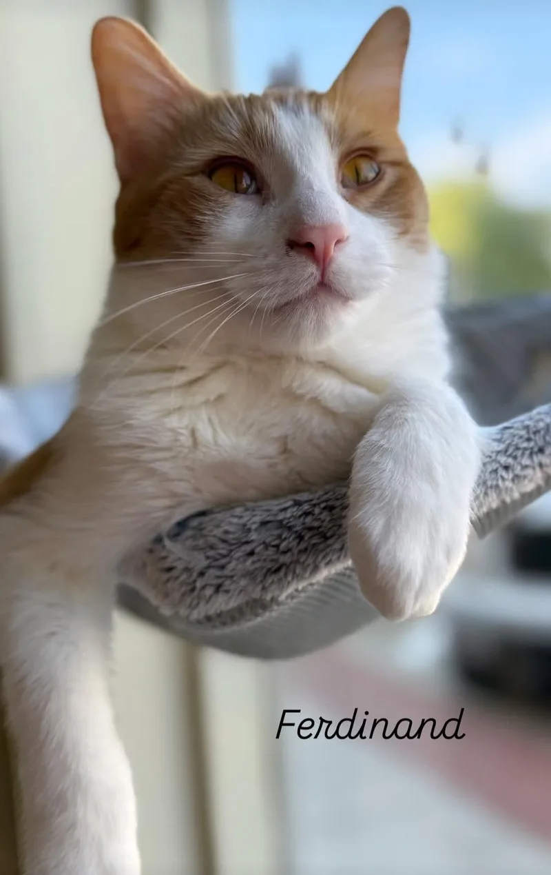 Ferdinand thumbnail 3