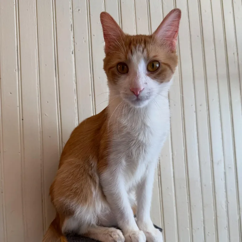 Ferdinand thumbnail 5