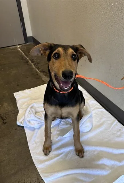 A baby medium-sized female German Shepherd Dog dog named Angel for adoption in Ontario, CA