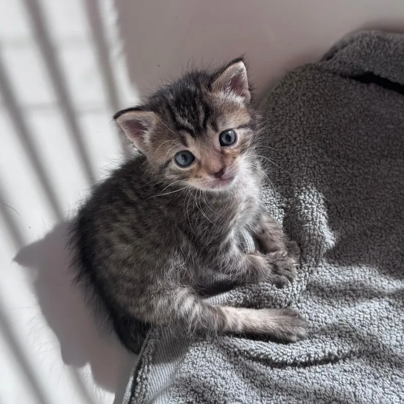 A baby small-sized female Brown / Chocolate Domestic Short Hair cat named Yolo for adoption in Austin, TX