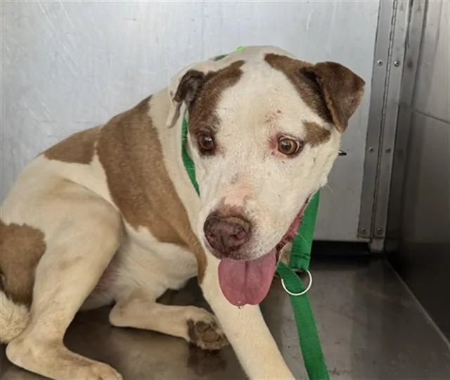 A senior large-sized female Pit Bull Terrier dog named Rosie for adoption in Tucson, AZ
