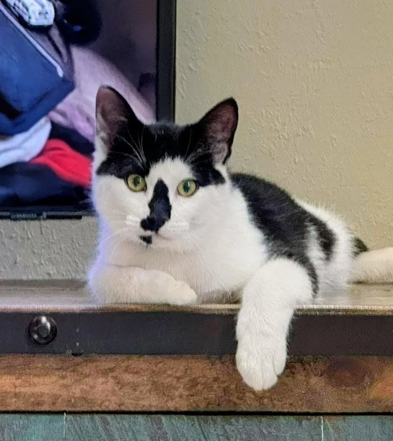 A young medium-sized male Gray & White Domestic Medium Hair cat named Bobo for adoption in Evergreen, CO