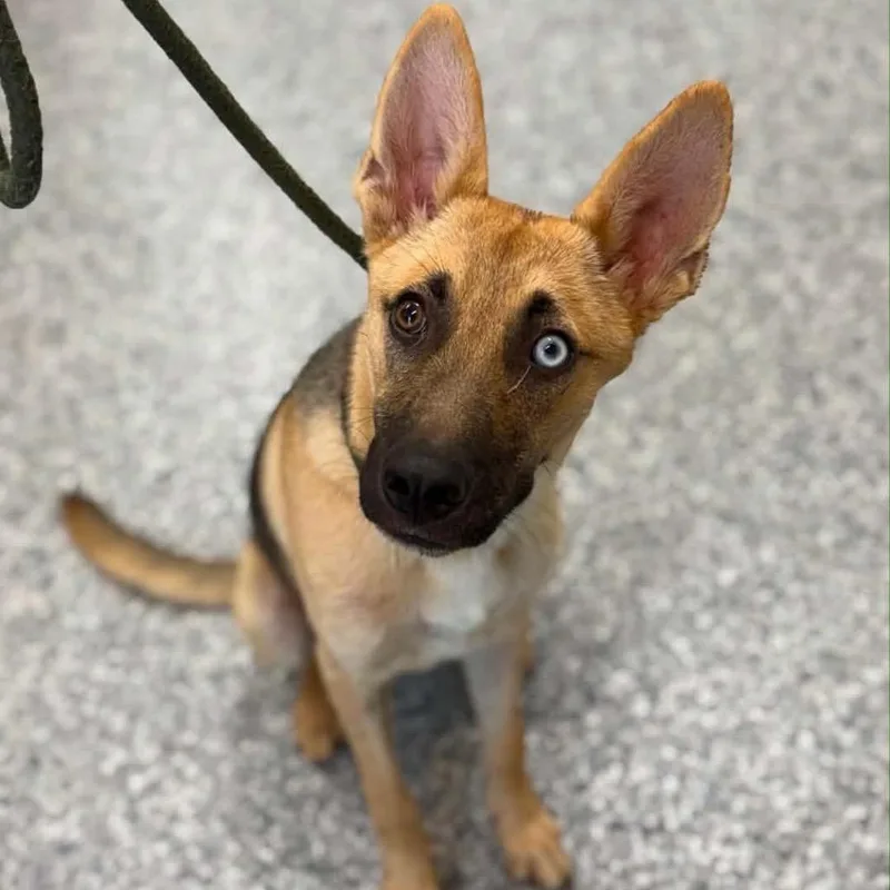 A young small-sized male Yellow / Tan / Blond / Fawn Shepherd dog named Bowie for adoption in Silver Spring, MD