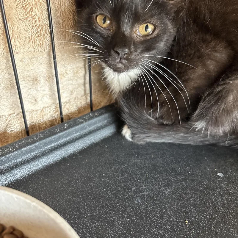 A baby small-sized male Black Domestic Short Hair cat named Black for adoption in Webster, TX