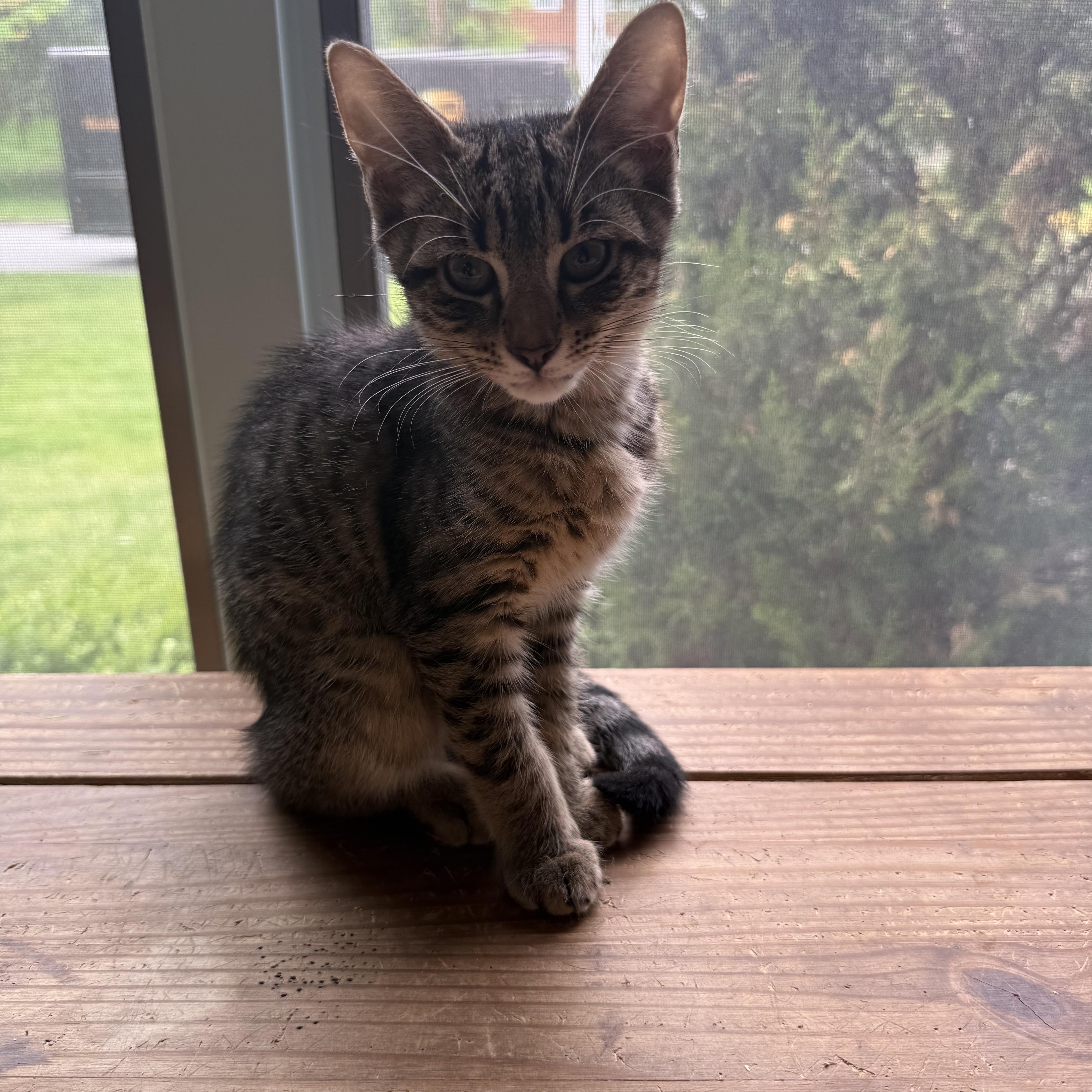 A baby small-sized male Tabby (Brown / Chocolate) Domestic Short Hair cat named Milo for adoption in Syosset, NY