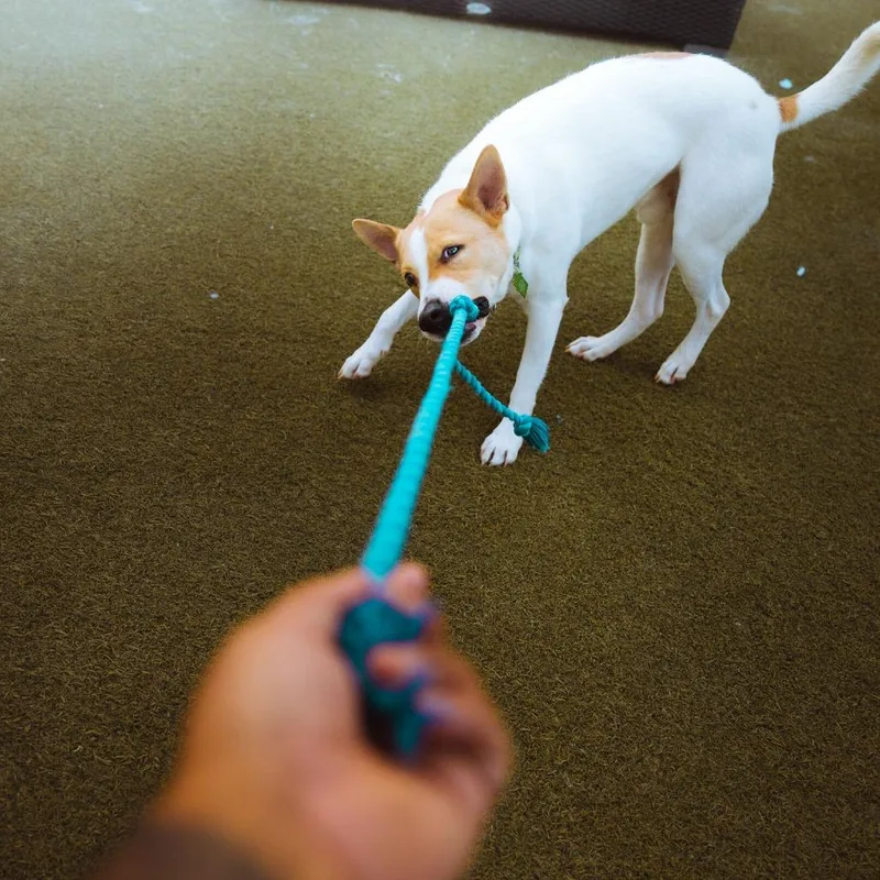 An adult medium-sized male Labrador Retriever dog named Tofu for adoption in San Diego, CA