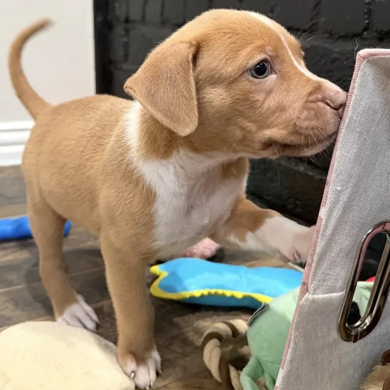 A baby medium-sized male Pit Bull Terrier dog named Woody for adoption in Krum, TX
