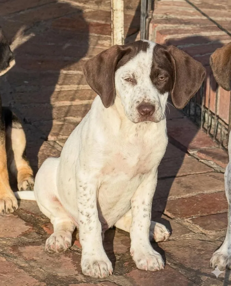 A baby medium-sized male Brown / Chocolate Labrador Retriever dog named Charlie for adoption in Seale, AL