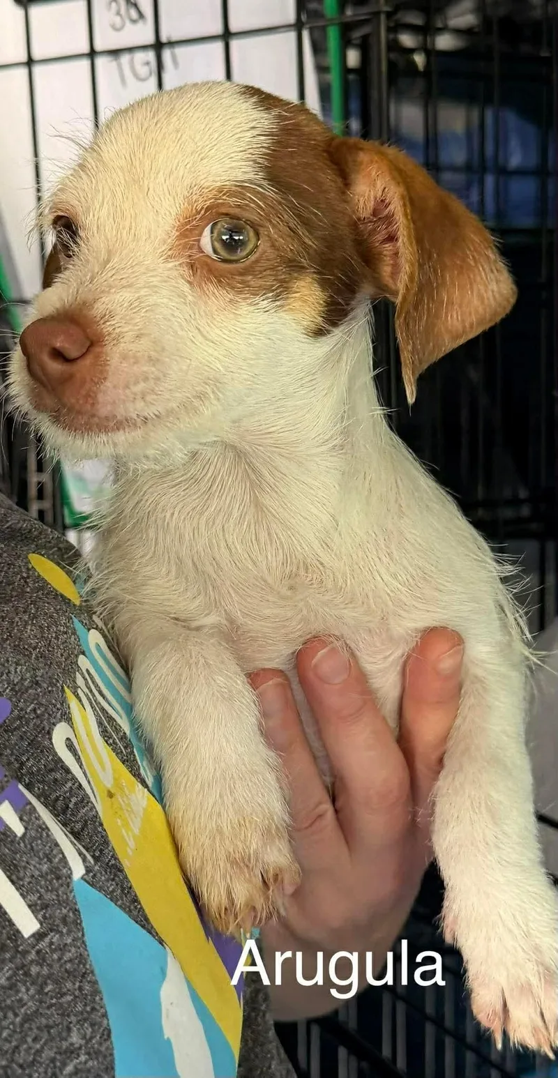 A baby small-sized male Cairn Terrier dog named Arugula for adoption in New Baltimore, MI