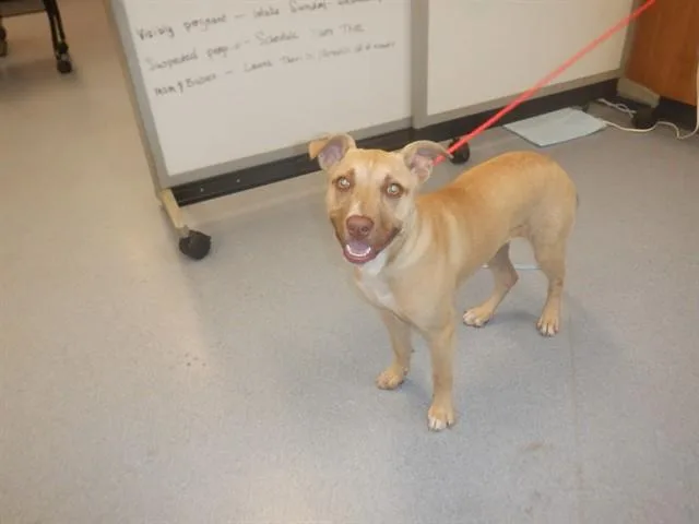 A baby small-sized female Pit Bull Terrier dog named Pippa for adoption in San Jose, CA