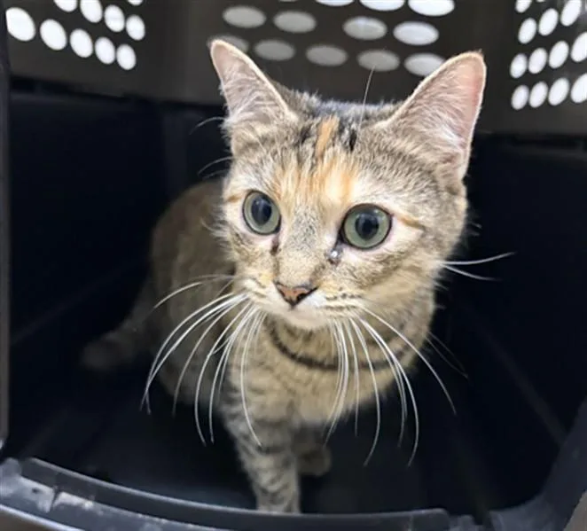 An adult medium-sized female Domestic Short Hair cat named Katty for adoption in Derwood, MD