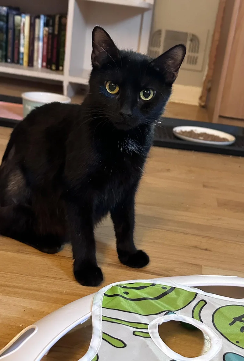 An adult medium-sized female Black Domestic Short Hair cat named Woodmere for adoption in Trenton, NJ