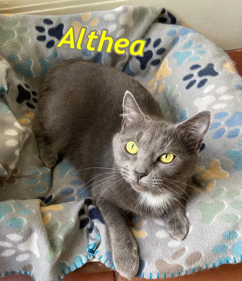 A young medium-sized female Gray & White Domestic Short Hair cat named Althea for adoption in Gonic, NH