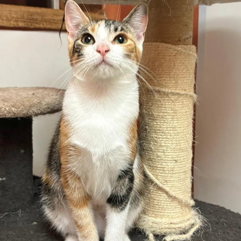 A young small-sized female Calico Domestic Short Hair cat named Natasha for adoption in Monticello, IL
