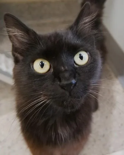 An adult medium-sized female Domestic Short Hair cat named Marigold for adoption in Fishers, IN