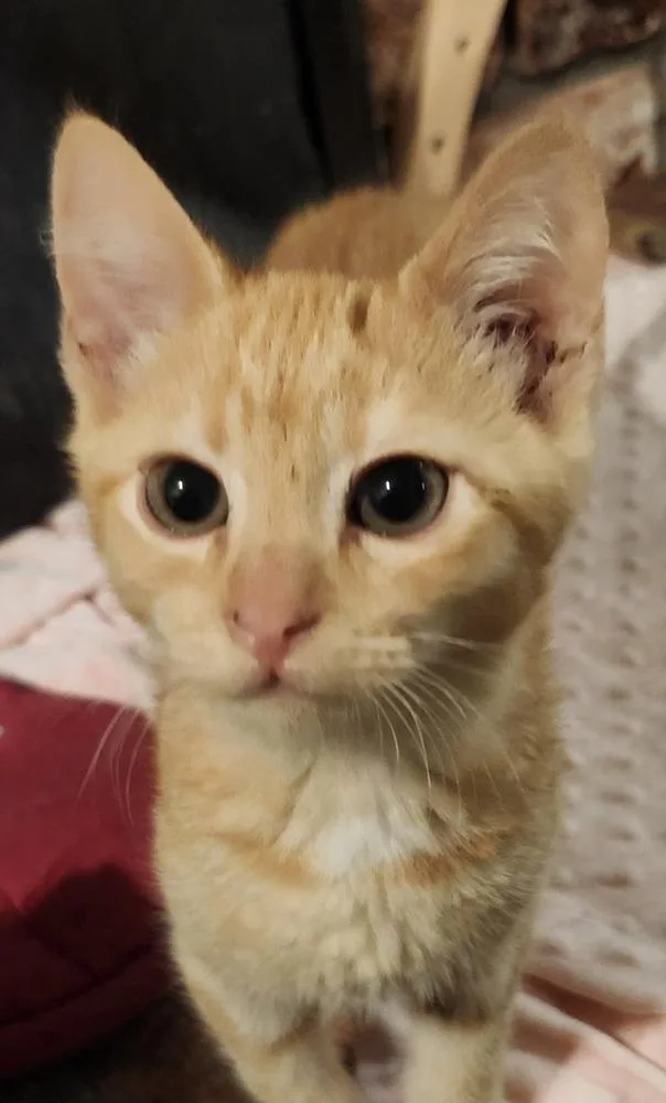 A baby medium-sized male Tabby (Orange / Red) Domestic Short Hair cat named Zane for adoption in Salinas, CA