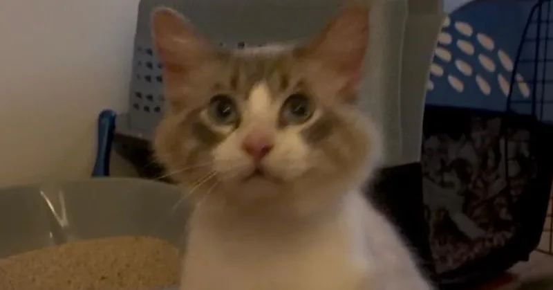 A young medium-sized male Domestic Long Hair cat named Snowball for adoption in Plymouth, MN