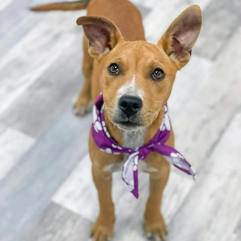A young medium-sized female Yellow / Tan / Blond / Fawn Pit Bull Terrier dog named Leftie for adoption in Austin, TX