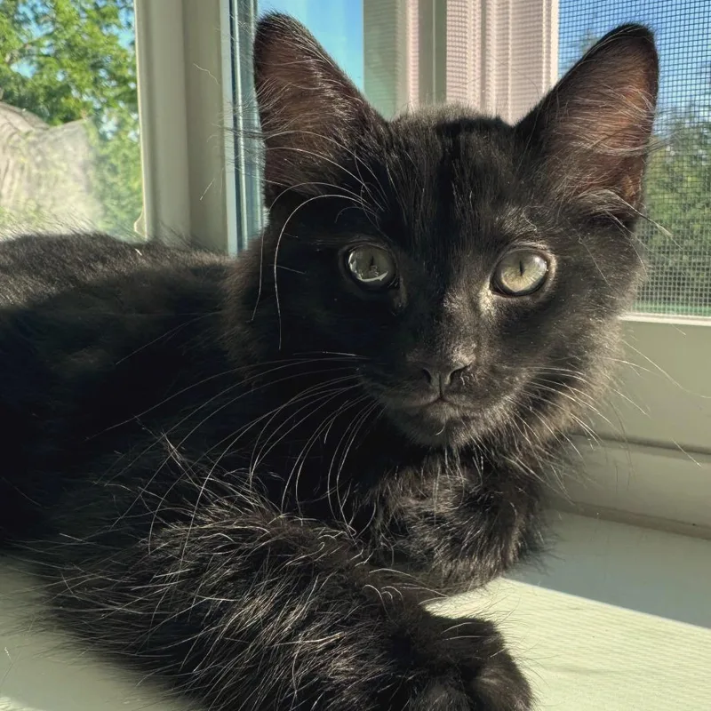 A baby small-sized male Domestic Medium Hair cat named Molokai for adoption in Woodinville, WA
