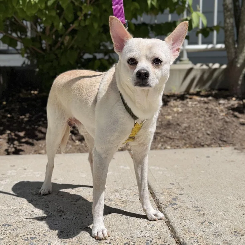 An adult small-sized male White / Cream Chihuahua dog named Tink for adoption in East Hampton, NY