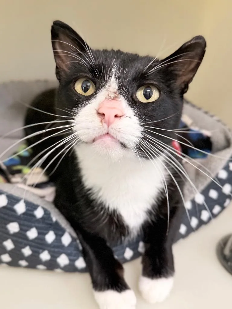 A young medium-sized male Domestic Short Hair cat named Aatrox for adoption in Menomonie, WI