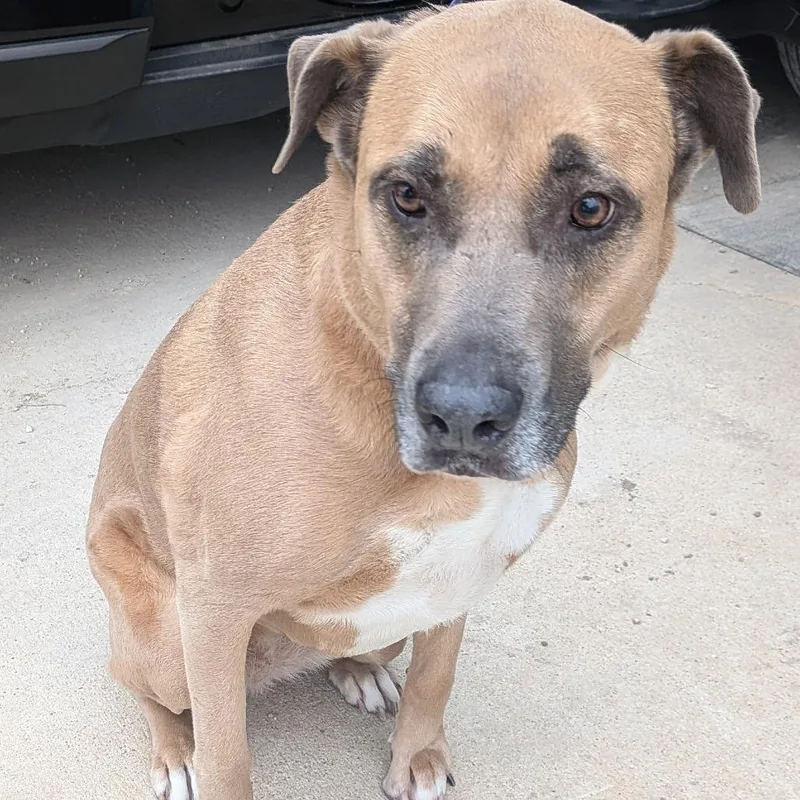 A senior large-sized female Brown / Chocolate Mixed Breed dog named Sadie for adoption in Leander, TX