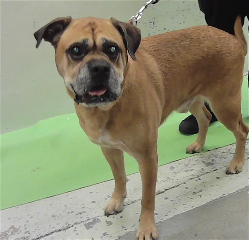 An adult medium-sized male Boxer dog named Prince for adoption in Houston, TX