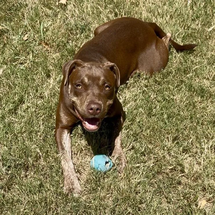 An adult medium-sized female Brown / Chocolate Pit Bull Terrier dog named Lynne for adoption in Denison, TX