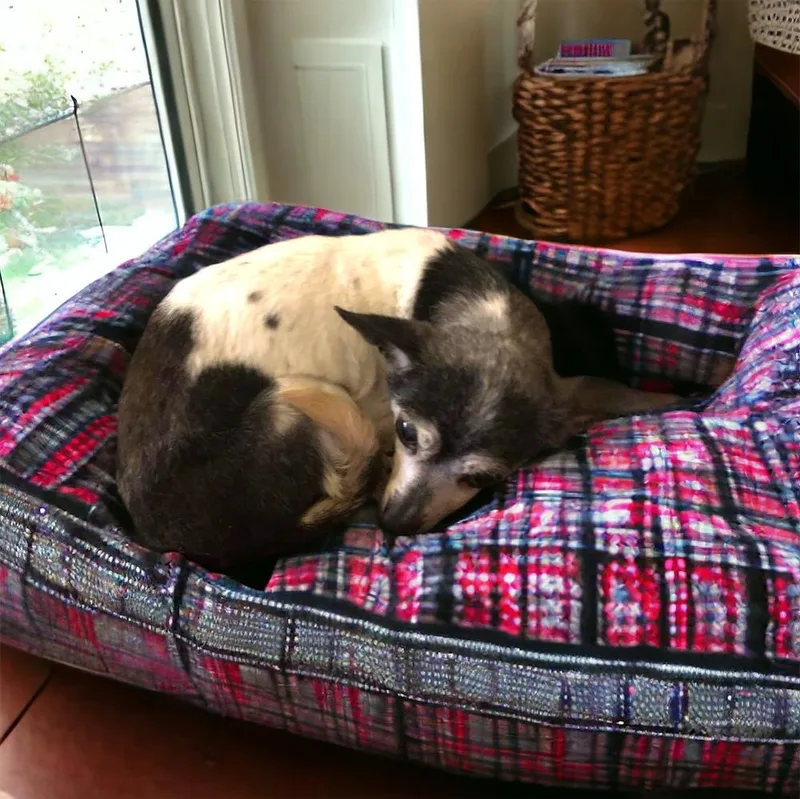 Pixie Dust Sanctuary Dog thumbnail 2