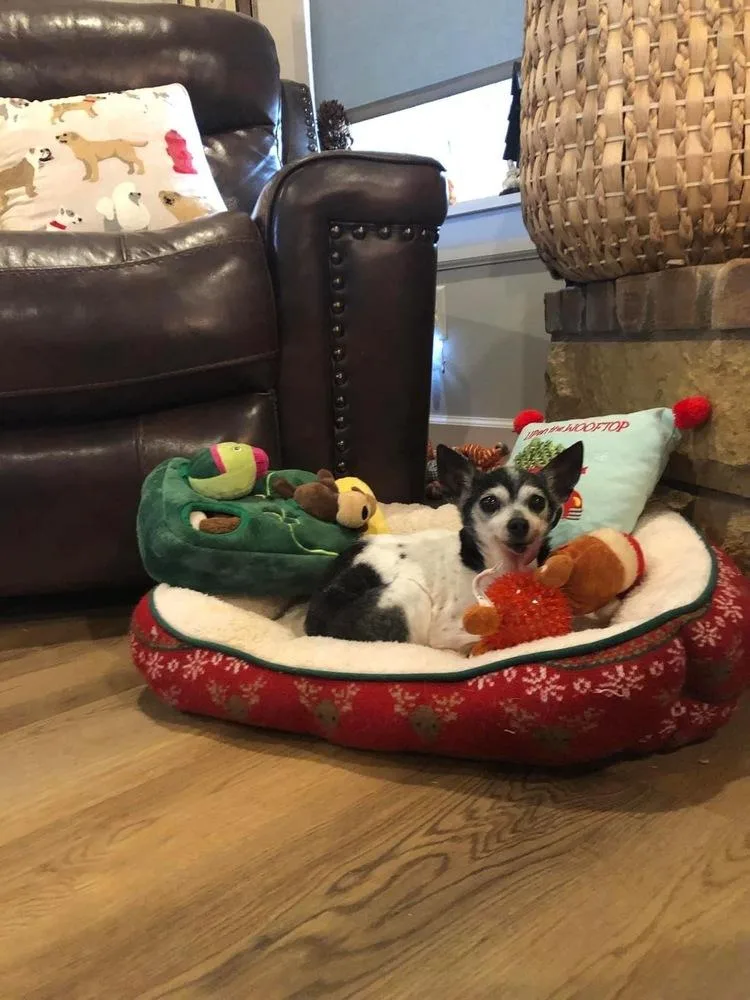 Pixie Dust Sanctuary Dog thumbnail 3