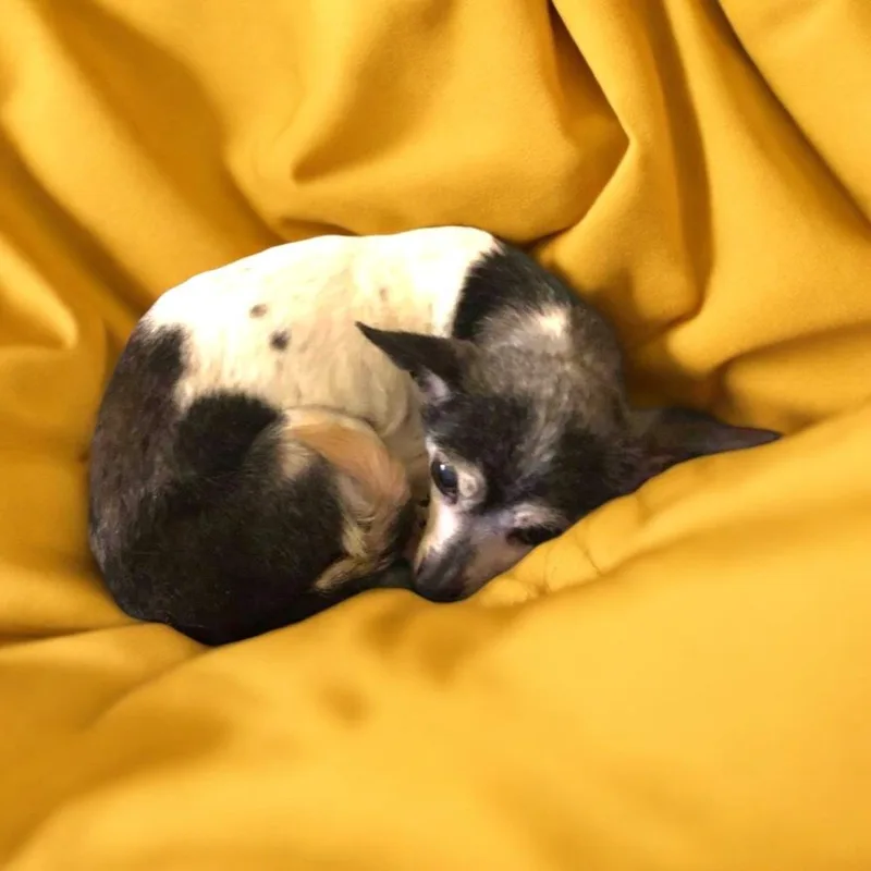 Pixie Dust Sanctuary Dog thumbnail 4