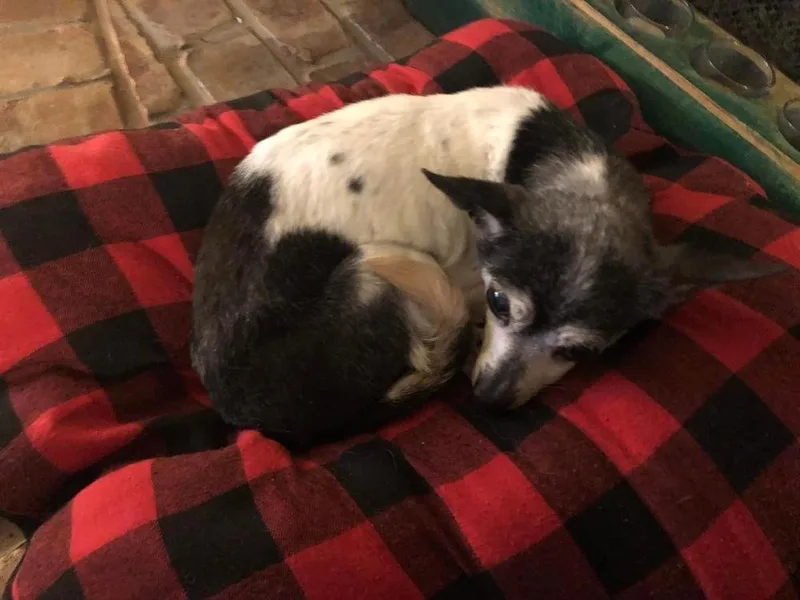 Pixie Dust Sanctuary Dog thumbnail 5